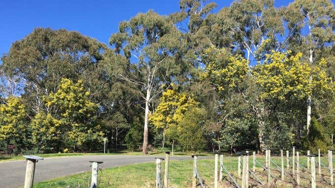 Tiers vineyard in Adelaide Hills, spring 2020