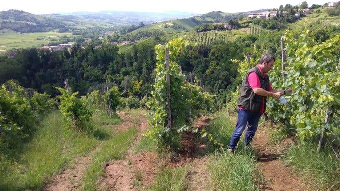 Andrea Picchioni in his vineyards in Lombardy