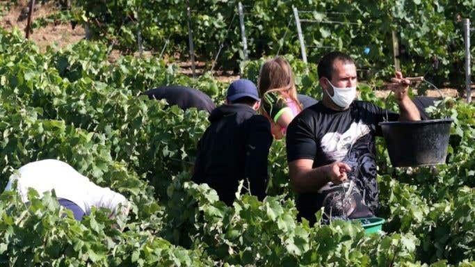 Champagne harvest 2020 with face coverings
