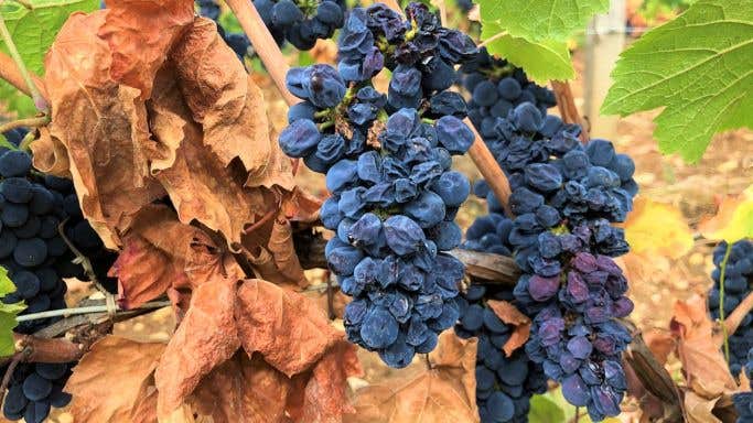 'Flabby' Pinot Noir in Burgundy 2020