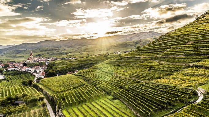 Achleiten vineyard in Wachau, Austria by Robert Herbst