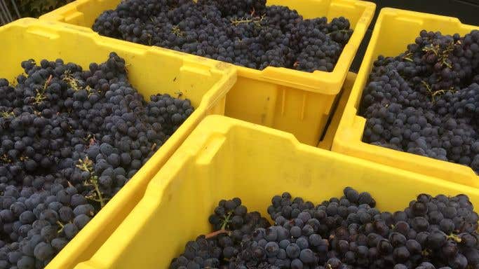 F..ing yellow bins in Napa Valley with 2020 Pinot Noir grapes