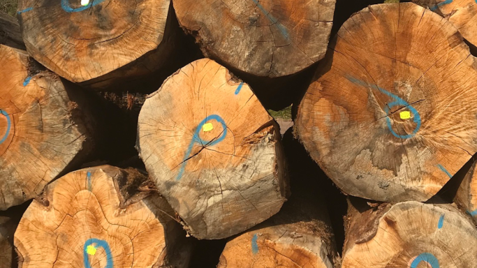 Oak trees stacked at Francois Freres cooperage