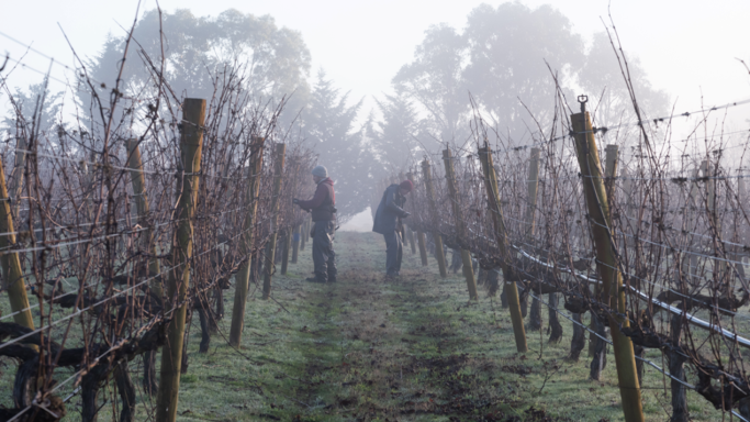 Winter pruning at Curly Flat in Macedon Ranges, Victoria, Australia