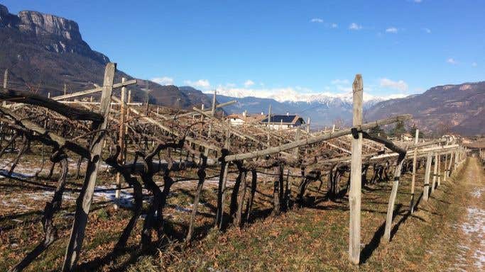 The historic Gschleier vineyard of ancient Schiava vines in Alto Adige