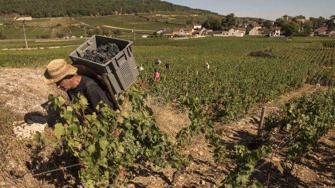 2020 grape harvest in Gevrey Chambertin