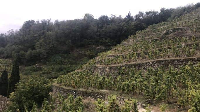 Terraced vines at Château-Grillet, northern Rhône