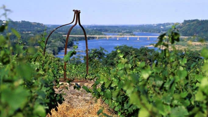 Vines above the Loire in Muscadet by Philippe Caharel