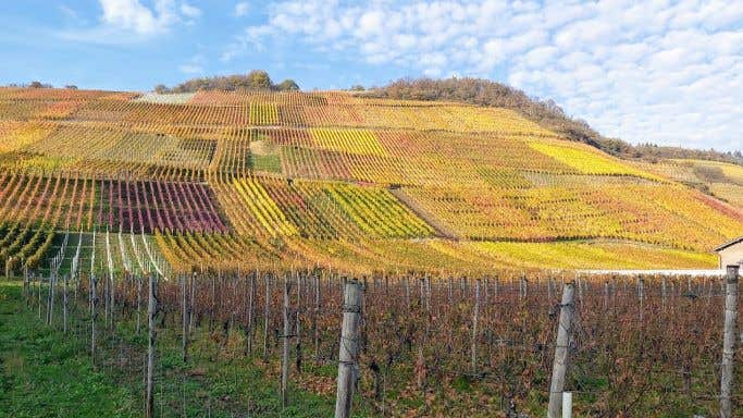 Marienthal vineyards in late October in the Ahr valley, Germany