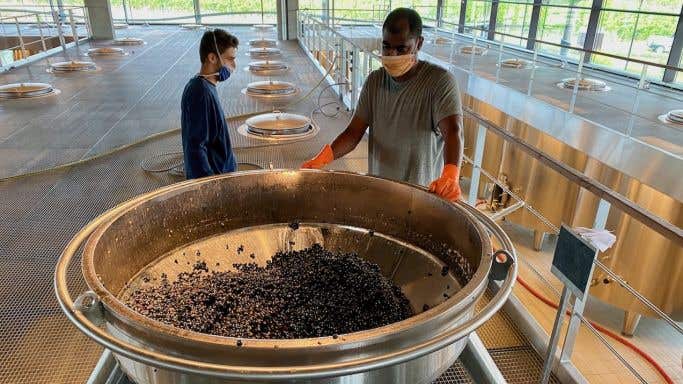 Small Cabernet harvest on 23 September 2020 at Ch Beychevelle