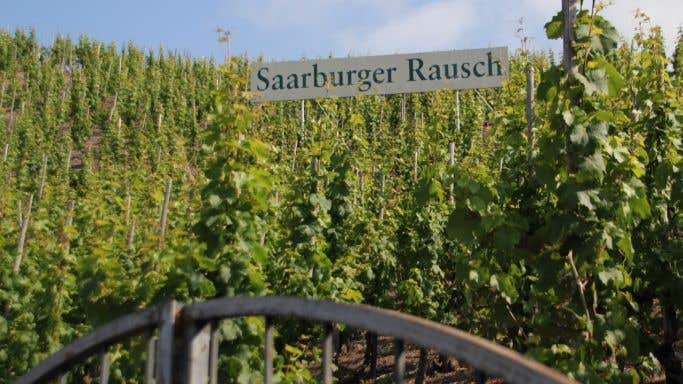 Saarburger Rausch vines