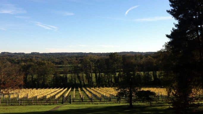 Fox & Fox vineyard in October
