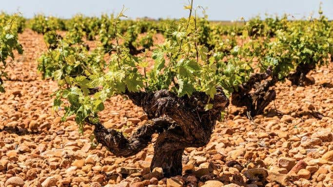 Old vine in La Mancha that contributes to Verum wines