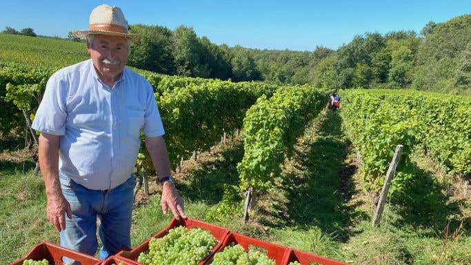 Ch Bauduc white wine harvest 2020