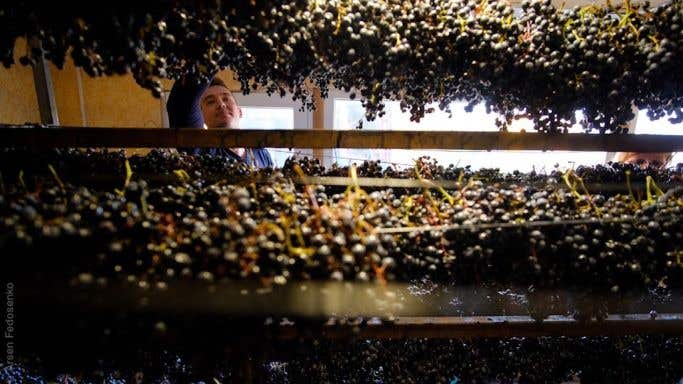 Grapes drying at Beykush winery in Ukraine