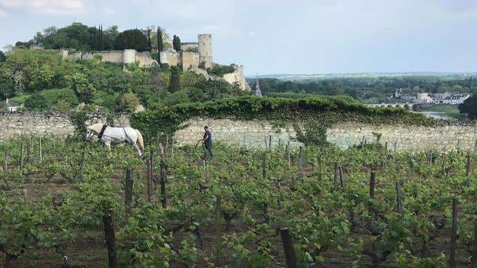 Clos des Capucins and white horse in Chinon
