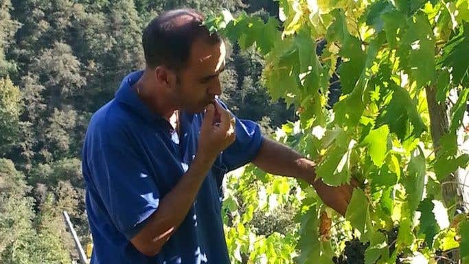 Maurizio Alongi in his Chianti Classico vineyard