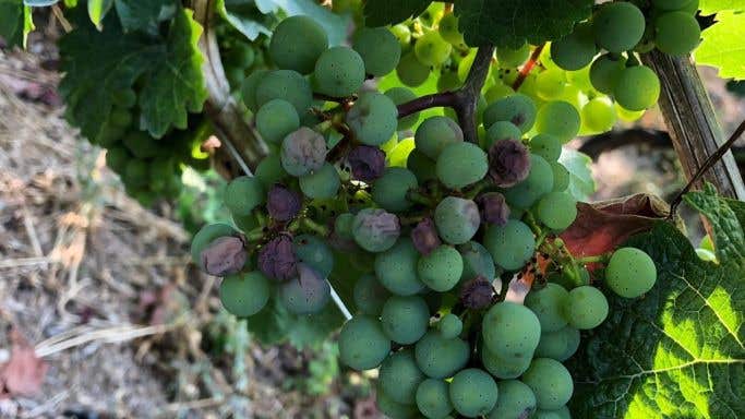 Sunburnt grapes Kloster Eberbach July 2019