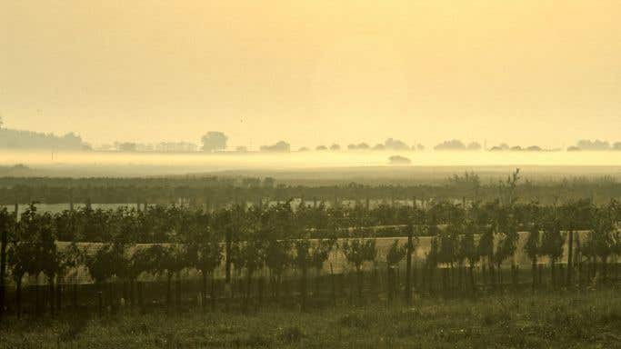 Mist over Kracher's Nebel vineyard in Austria's Burgenland