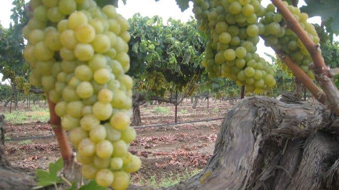 WWC21 Dunia Z - old Chenin vines in Israel