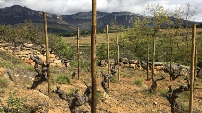 WWC21 Hickman M - San Julian Rioja old-vine vineyard
