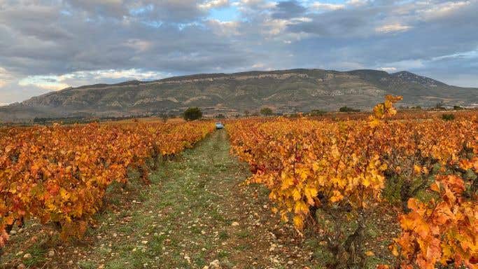WWC21 Jones K - La Roque Vineyard in autumn