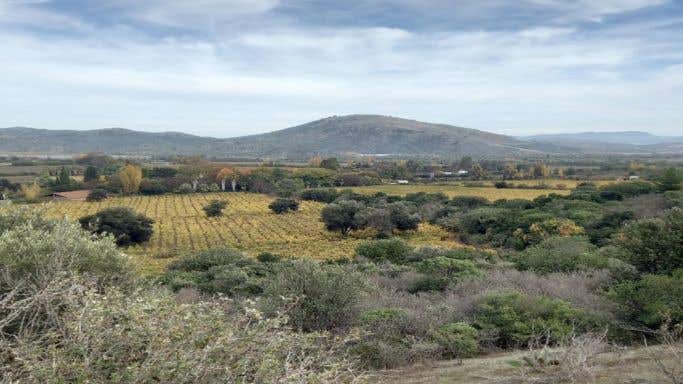 WWC21 McRostie P - Santa Rosa de Lavaderos old vineyards on slanting eastern-facing slopes with the Maule River at the back