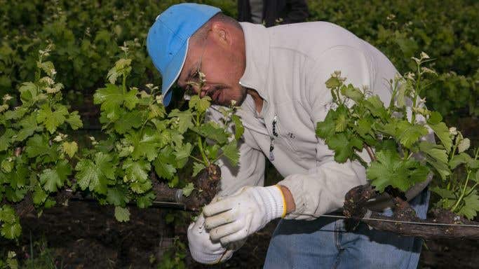 Napa Valley vineyard worker
