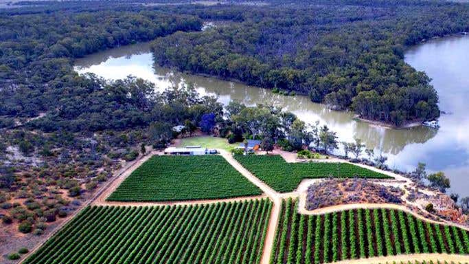 Riverland vineyards in the Australian interior