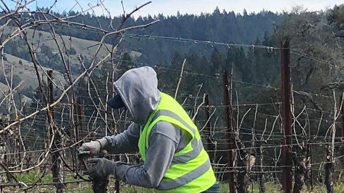 California vineyard worker