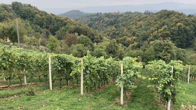 Domaine Slapsak - the vineyards of Dolenjska