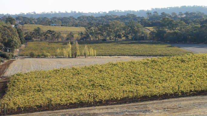 Grosset Springvale Riesling vineyard