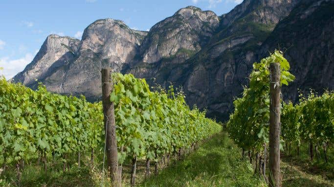 Foradori's Morei vineyard
