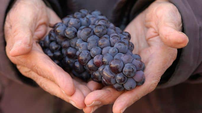 Bunch of Pinot Noir grapes at Prince de Merode