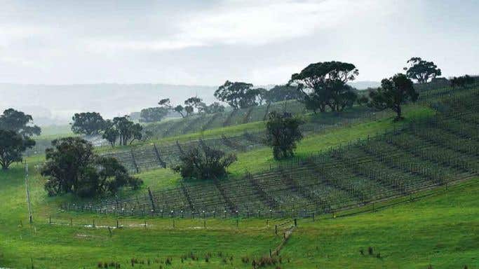 Foggy Hill vineyard, Fleurieu
