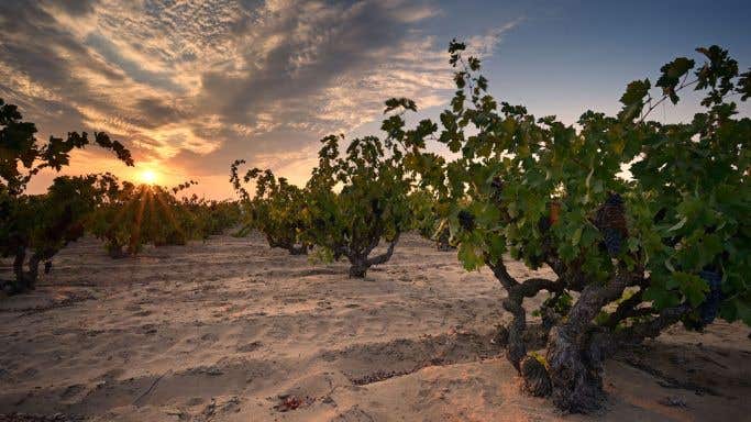 Evangelho old vines by Chris Howard