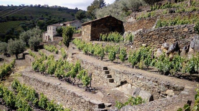 Cizeron old vines Douro