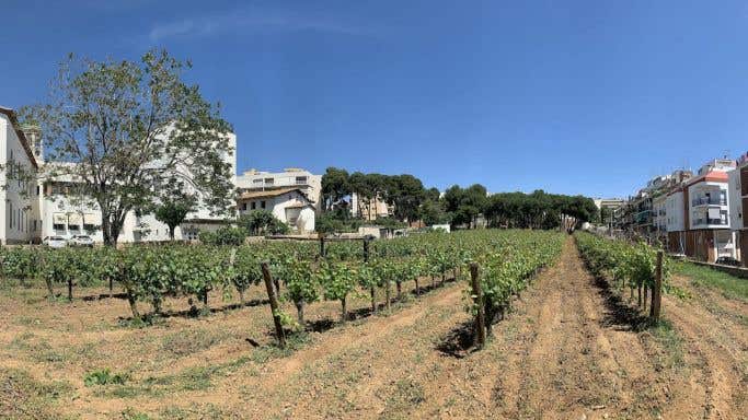 Malvasia de Sitges vineyard