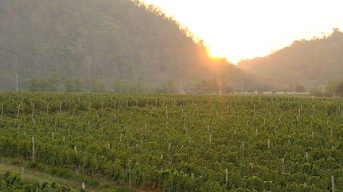 Vineyard in Thailand