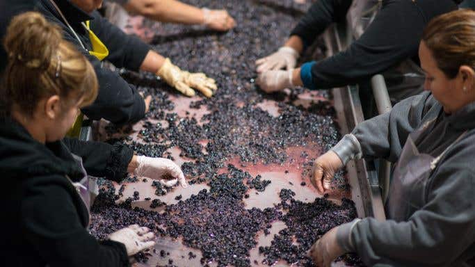 Napa grape sorting
