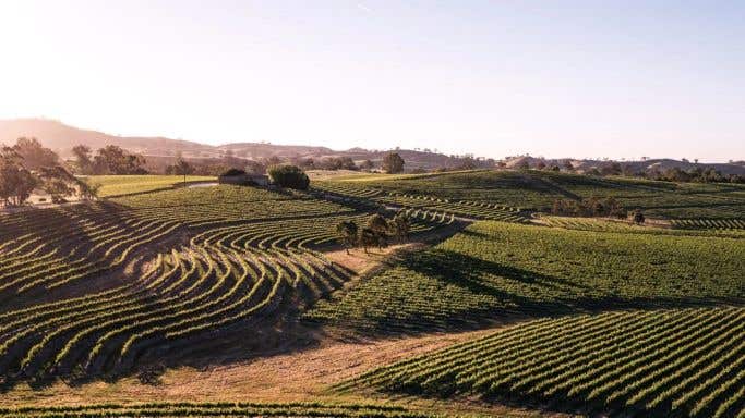 vineyard at Pewsey Vale, Clare Valley