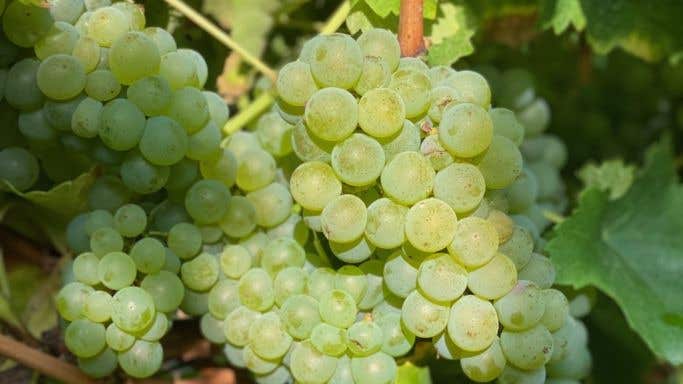 White wine grapes in Bordeaux 2021