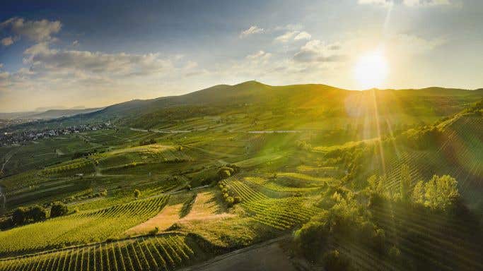 Austrian Wines Thermenregion vineyards