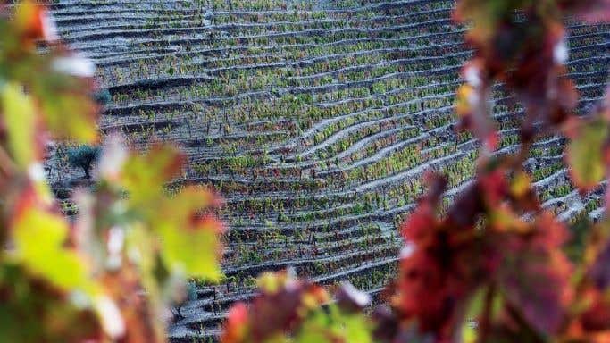 Legado vineyard, Douro Valley