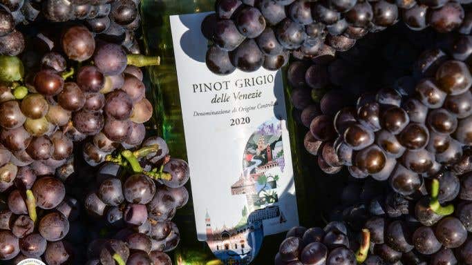 Pinot Grigio grapes