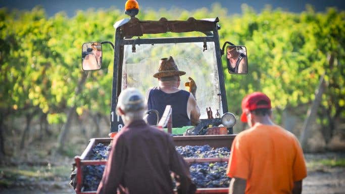 End of the day's harvest at Dom St-Gayan in the southern Rhône, copyright St-Gayan