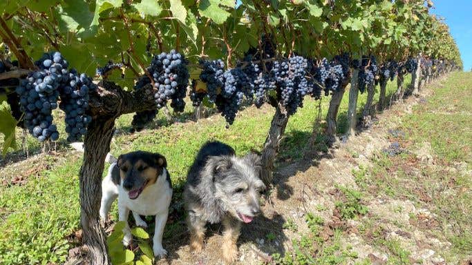 Dogs and Merlot at Ch Bauduc 2021