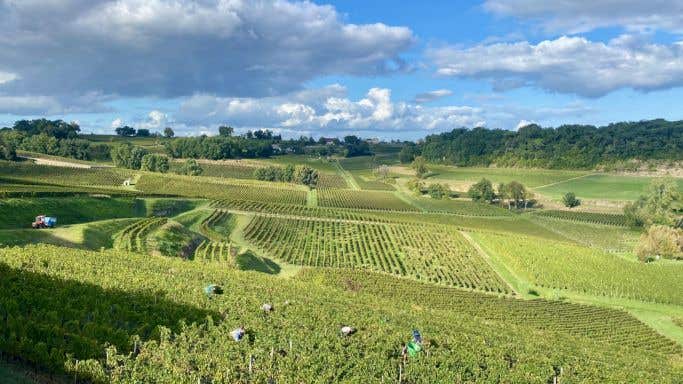 Bordeaux 2021 harvest at Ch Bauduc