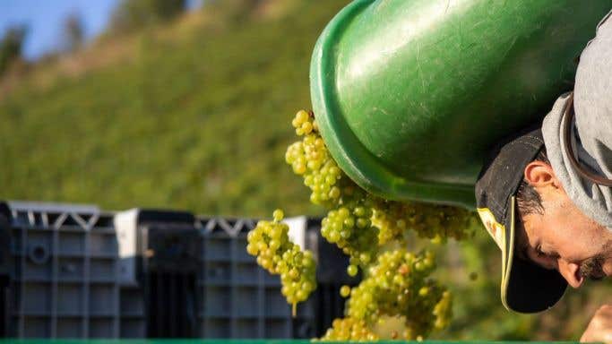 2021 harvest in the Mosel
