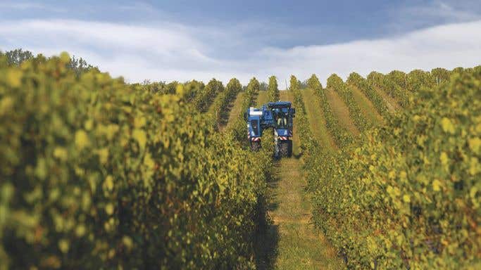 harvesting grapes by machine